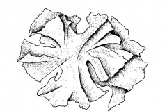 Sketch-of-Sea-lettuce