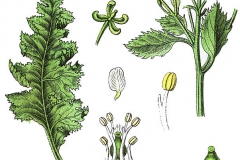 Illustration-of-Seakale