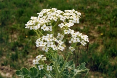Seakale-flower