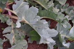 Seakale-leaves