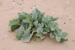 Seakale-plant