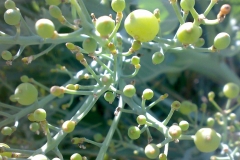 Seakale-seed-pods