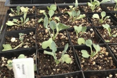 Seakale-seedlings