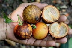 Half-cut-Seashore-Mangosteen
