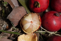 Opened-Seashore-Mangosteen