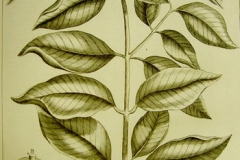 Plant-illustration-of-Seashore-Mangosteen