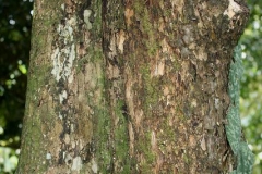 Seashore-Mangosteen-bark