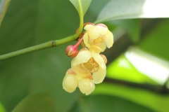 Seashore-Mangosteen-flower