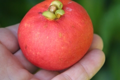 Seashore-Mangosteen-fruit