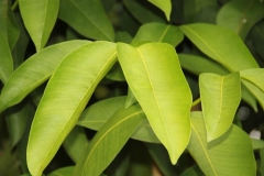 Seashore-Mangosteen-leaves