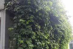 Seashore-Mangosteen-plantation