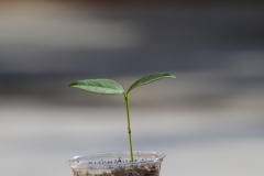 Seashore-Mangosteen-seedling