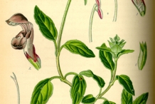 Illustration-of-Self-heal-plant