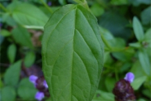 Leaves-of-Self-heal