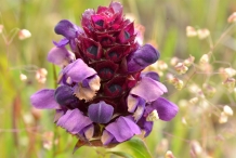 Self-heal-close-up-flower