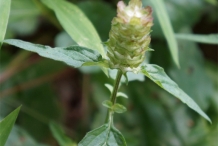 Self-heal-flower-bud