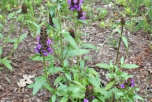 Self-heal-plant