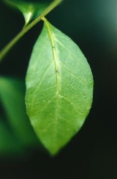 Leaf-of-Senega-plant
