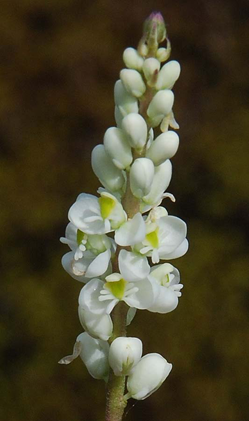 Senega-flower