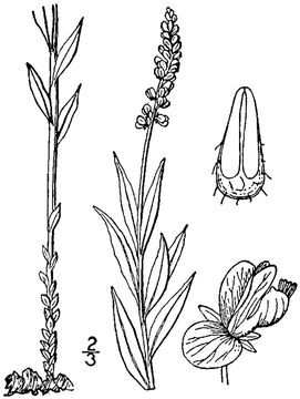 Senega-plant-sketch
