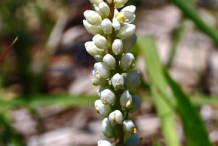 Buds-of-Senega-plant