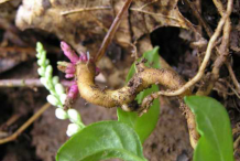 Fresh-Senega-root