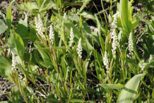 Senega-bushes