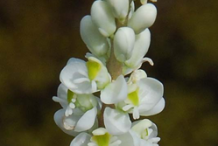 Senega-flower