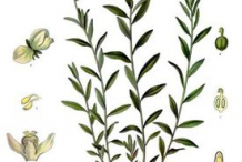 Senega-plant-Illustration