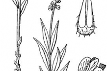 Senega-plant-sketch