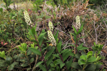 Senega-plant