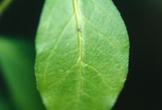 Leaf-of-Senega-plant