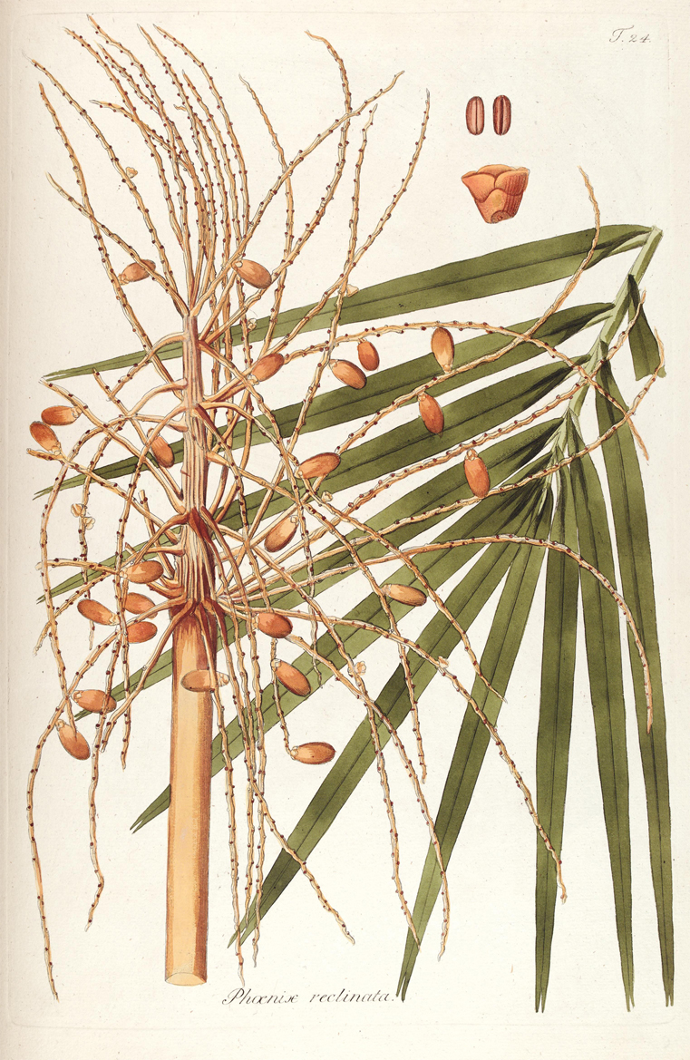 Senegal-Date-Palm-plant-illustration