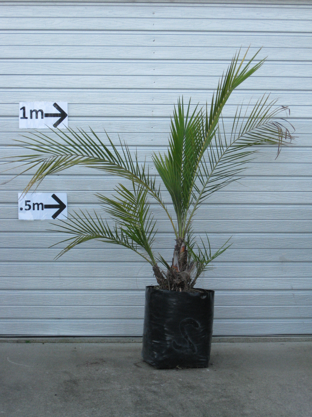 Senegal-Date-Palm-plant