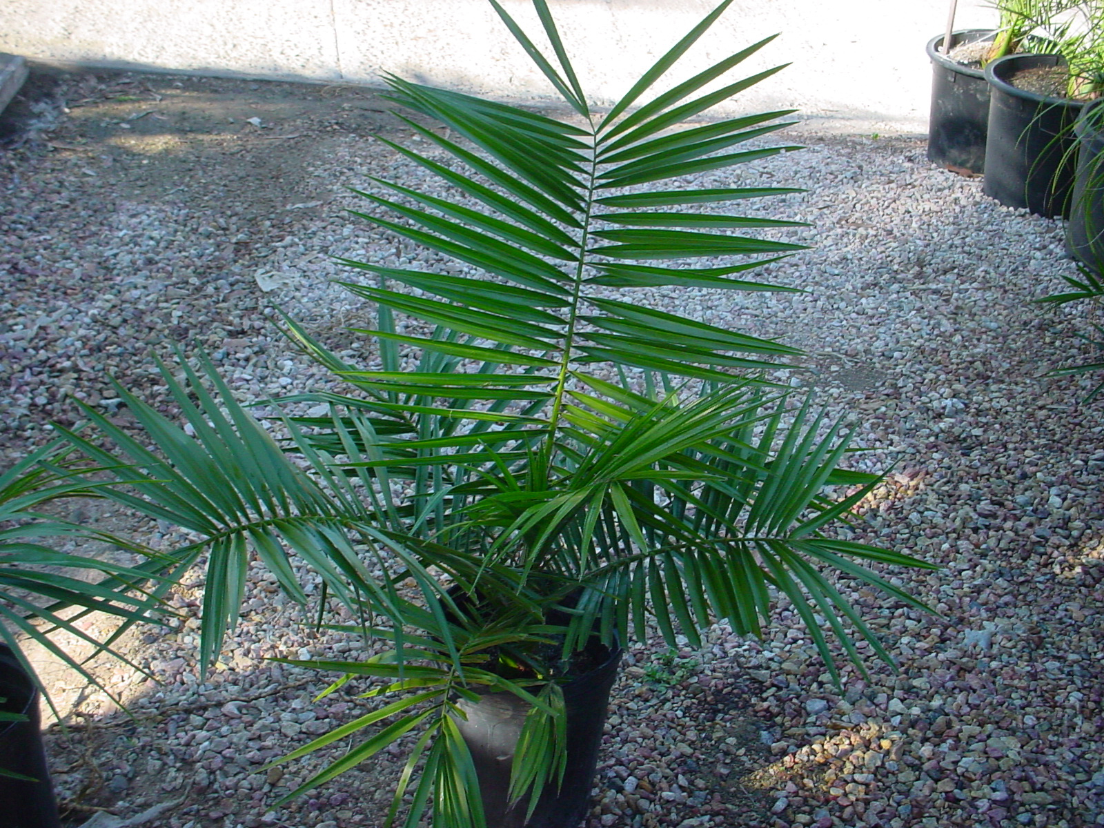 Senegal-Date-palm-leaves