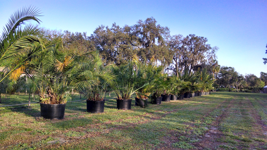 Senegal-Date-palm-plantation