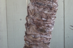 Senegal-Date-Palm-bark