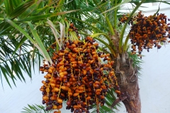 Senegal-Date-Palm-fruit