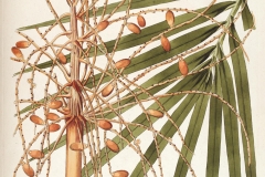 Senegal-Date-Palm-plant-illustration