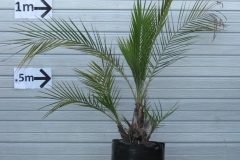 Senegal-Date-Palm-plant