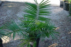 Senegal-Date-palm-leaves