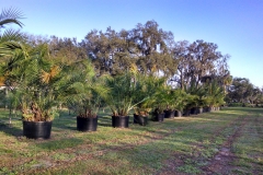 Senegal-Date-palm-plantation