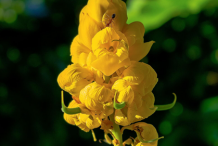 Buds-of-Senna-plant