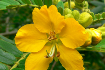 Closer-view-of-the-flower