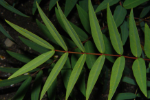 Leaflets-of-Senna-plant