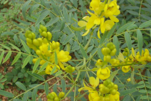 Senna-Flowers
