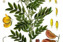 Senna-Plant-illustration