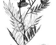 Senna-Plant-sketch