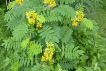 Senna-Plant