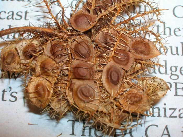 Dried-pods-of-Sensitive-plant